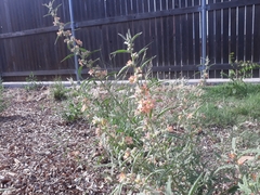 Sphaeralcea angustifolia