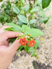 Bonellia macrocarpa macrocarpa