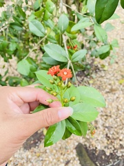 Bonellia macrocarpa macrocarpa