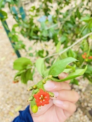 Bonellia macrocarpa macrocarpa