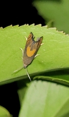 Dichrorampha alpinana