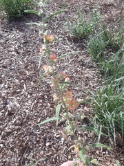 Sphaeralcea angustifolia