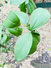 Bonellia macrocarpa macrocarpa