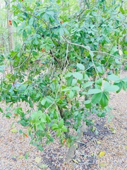 Bonellia macrocarpa macrocarpa