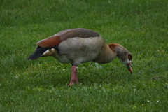 Alopochen aegyptiaca