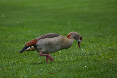 Alopochen aegyptiaca