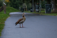 Alopochen aegyptiaca