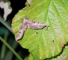 Gymnoscelis rufifasciata