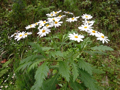 Argyranthemum pinnatifidum