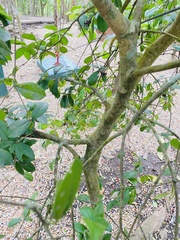 Bonellia macrocarpa macrocarpa