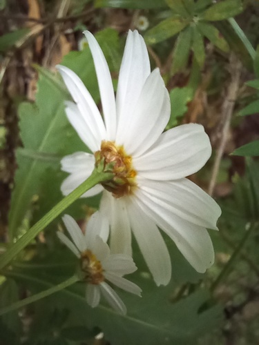 Argyranthemum pinnatifidum