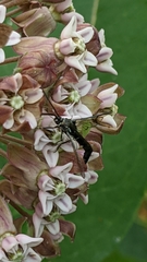 Synanthedon pictipes