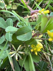 Trifolium dubium
