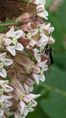 Synanthedon pictipes
