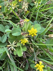 Trifolium dubium