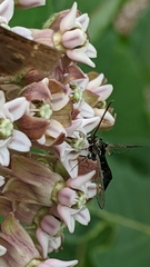 Synanthedon pictipes