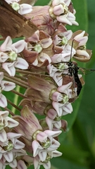 Synanthedon pictipes