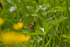 Coenonympha
