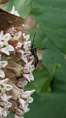 Synanthedon pictipes