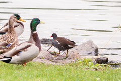 Gallinula chloropus chloropus