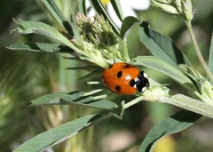 Coccinella septempunctata