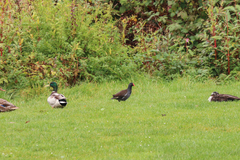 Gallinula chloropus chloropus