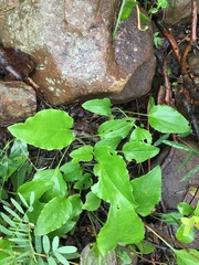 Rudbeckia heliopsidis