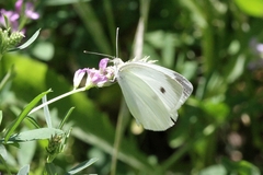 Pieris rapae
