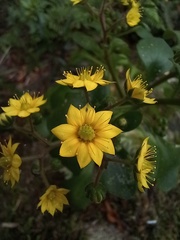 Aichryson divaricatum