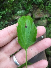Rudbeckia heliopsidis