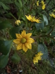 Aichryson divaricatum