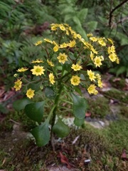 Aichryson divaricatum