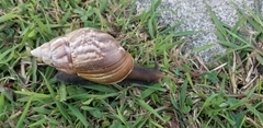 Lissachatina fulica