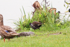 Gallinula chloropus chloropus
