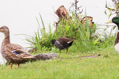 Gallinula chloropus chloropus