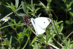 Pieris rapae