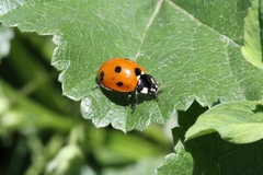 Coccinella septempunctata