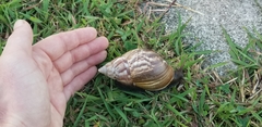Lissachatina fulica