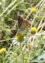 Aricia agestis