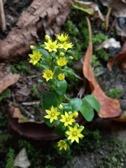 Aichryson divaricatum