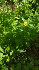 Geum × catlingii