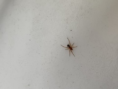 Steatoda erigoniformis