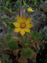 Aichryson villosum