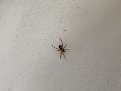 Steatoda erigoniformis