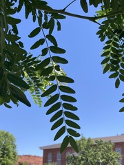 Gleditsia triacanthos