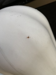 Steatoda erigoniformis