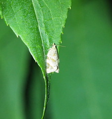 Adoxophyes privatana