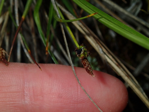 Image of Carex umbellata by (c) Katherine Baird, some rights reserved (CC BY)