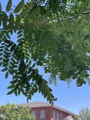 Gleditsia triacanthos