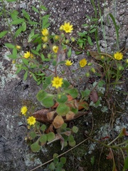 Aichryson villosum